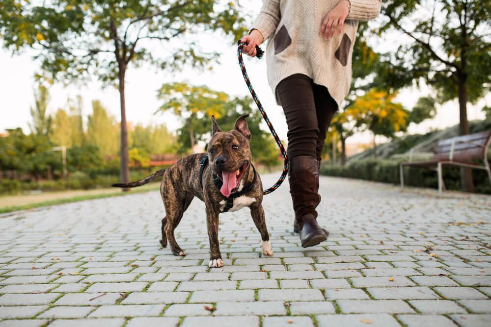 Unknown woman waking her dog