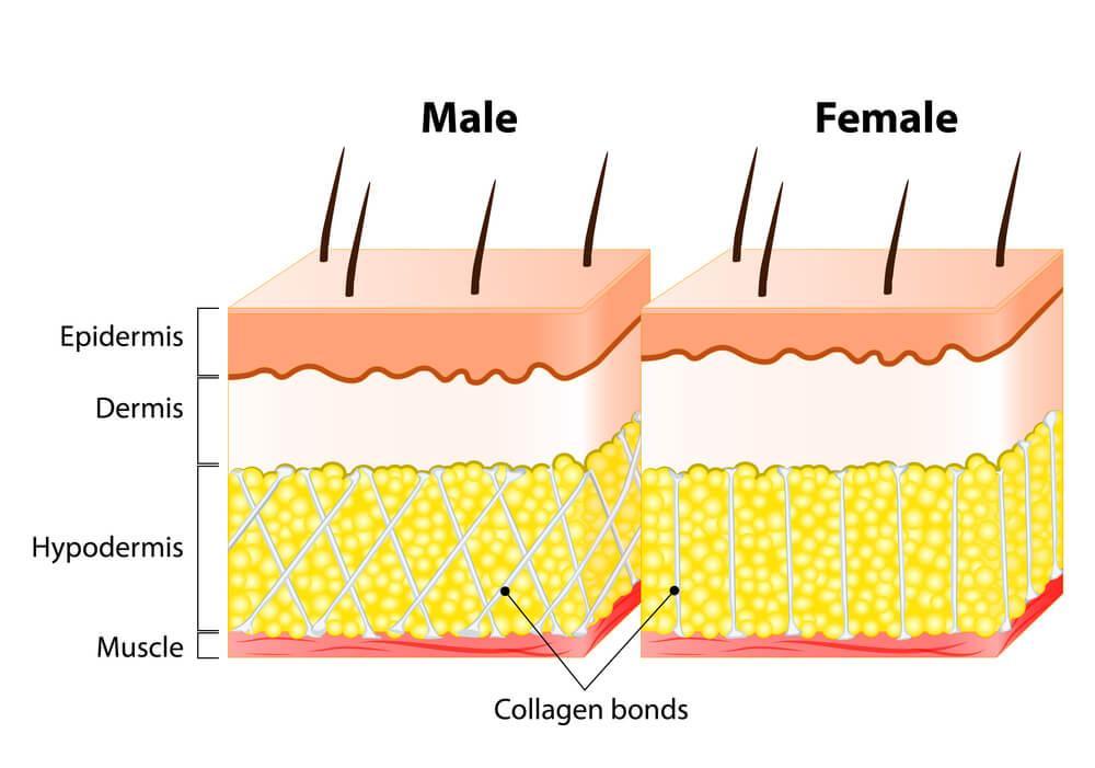 Infographic on male versus female skin 