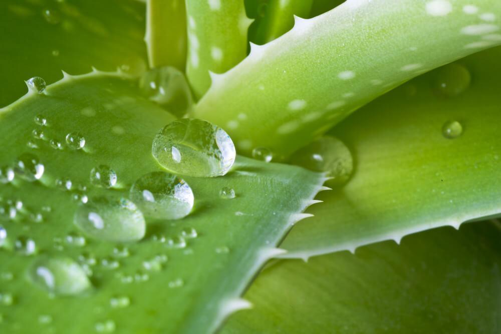 Fresh aloe vera