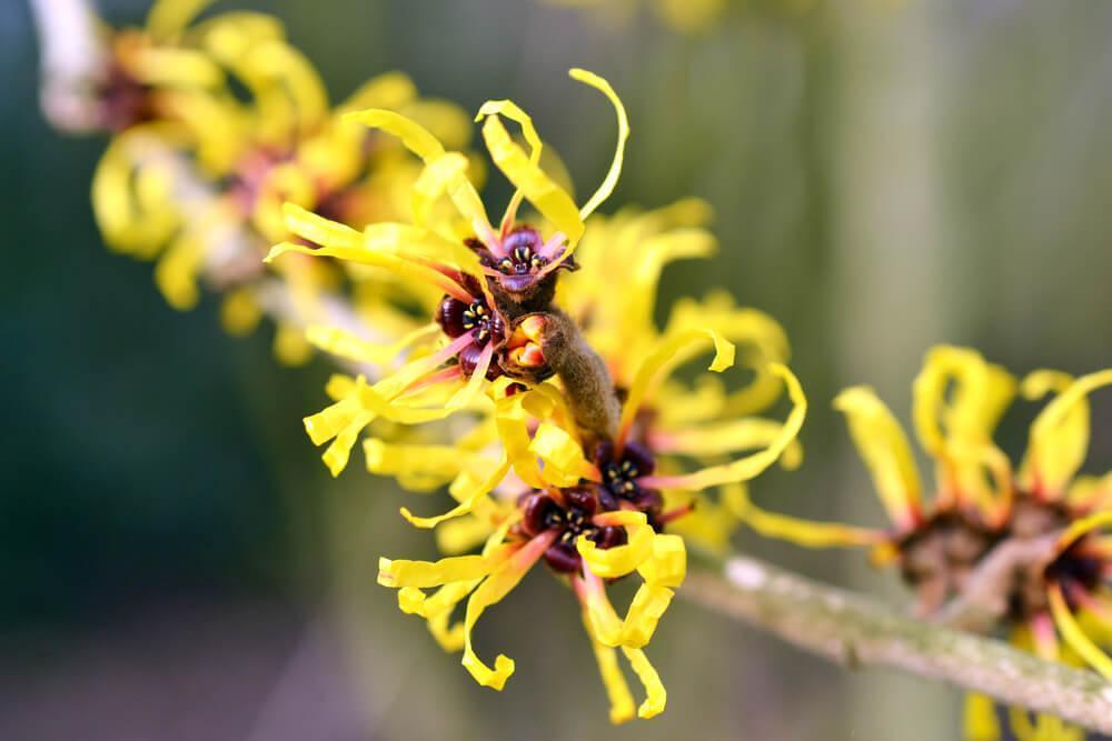 Witch hazel flowers