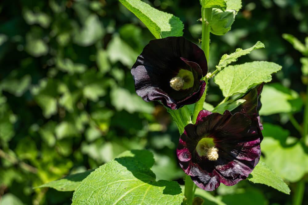 Black malva flowers